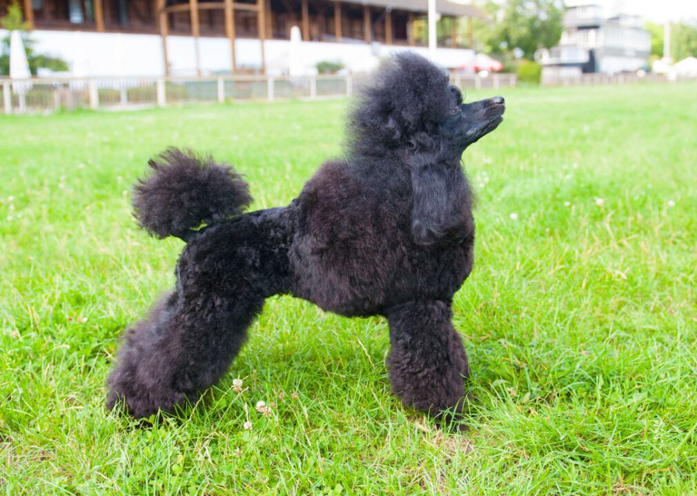 Poodle (miniature)